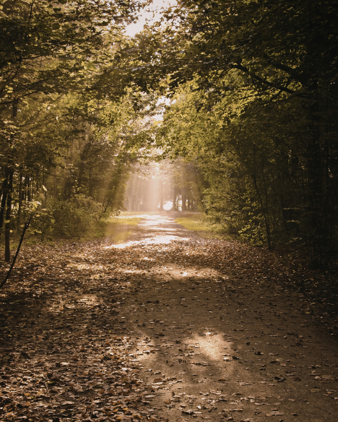 Psyykkinen hyvinvointi arjessa – rauhallinen metsäpolku